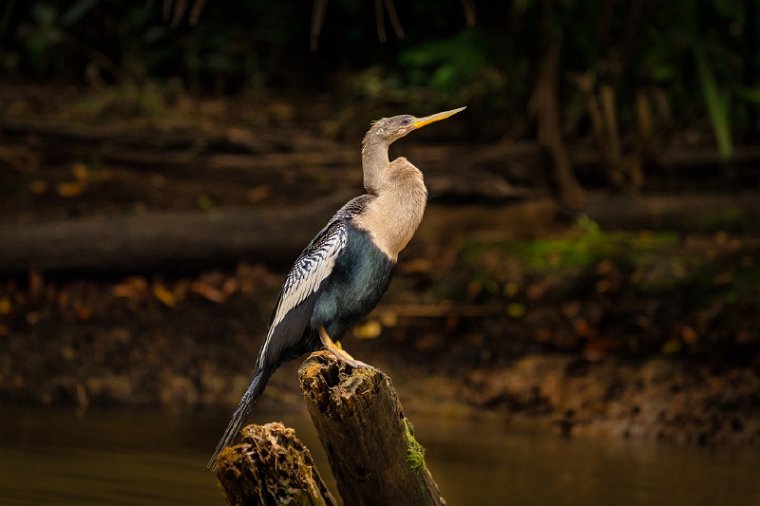 014 Tortuguero, slangenhalsvogel.jpg